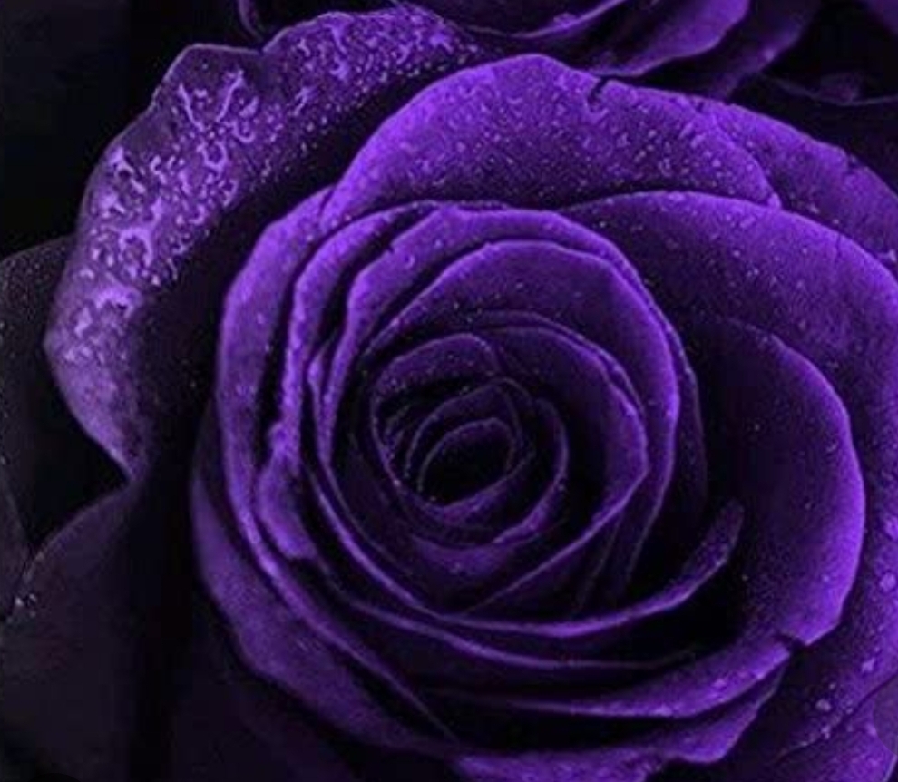 Purple Passion